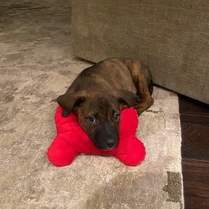 Meet your Posher, Grace